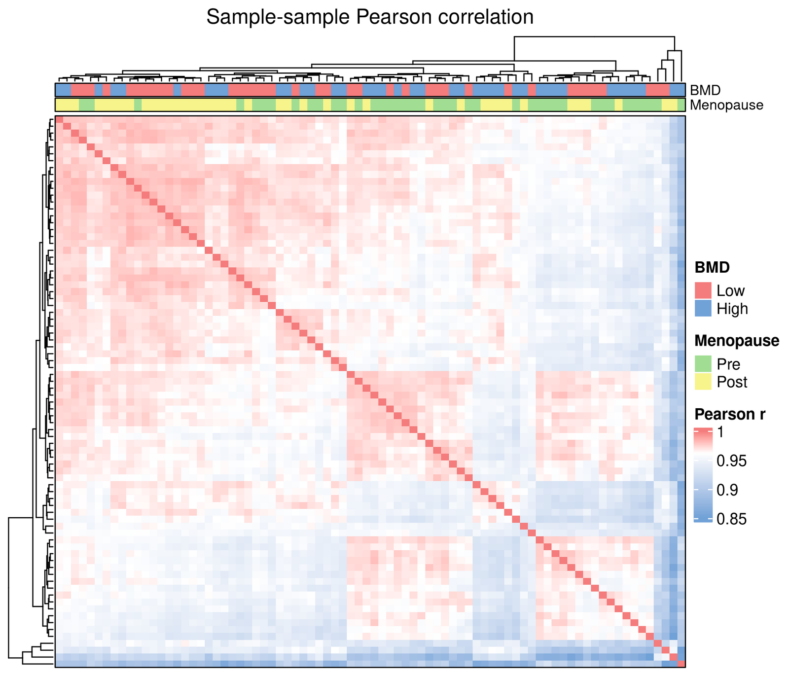 Sample-sample Pearson correlation heatmap with BMD / Menopause annotations. The full matrix is uniformly high (>0.94), n