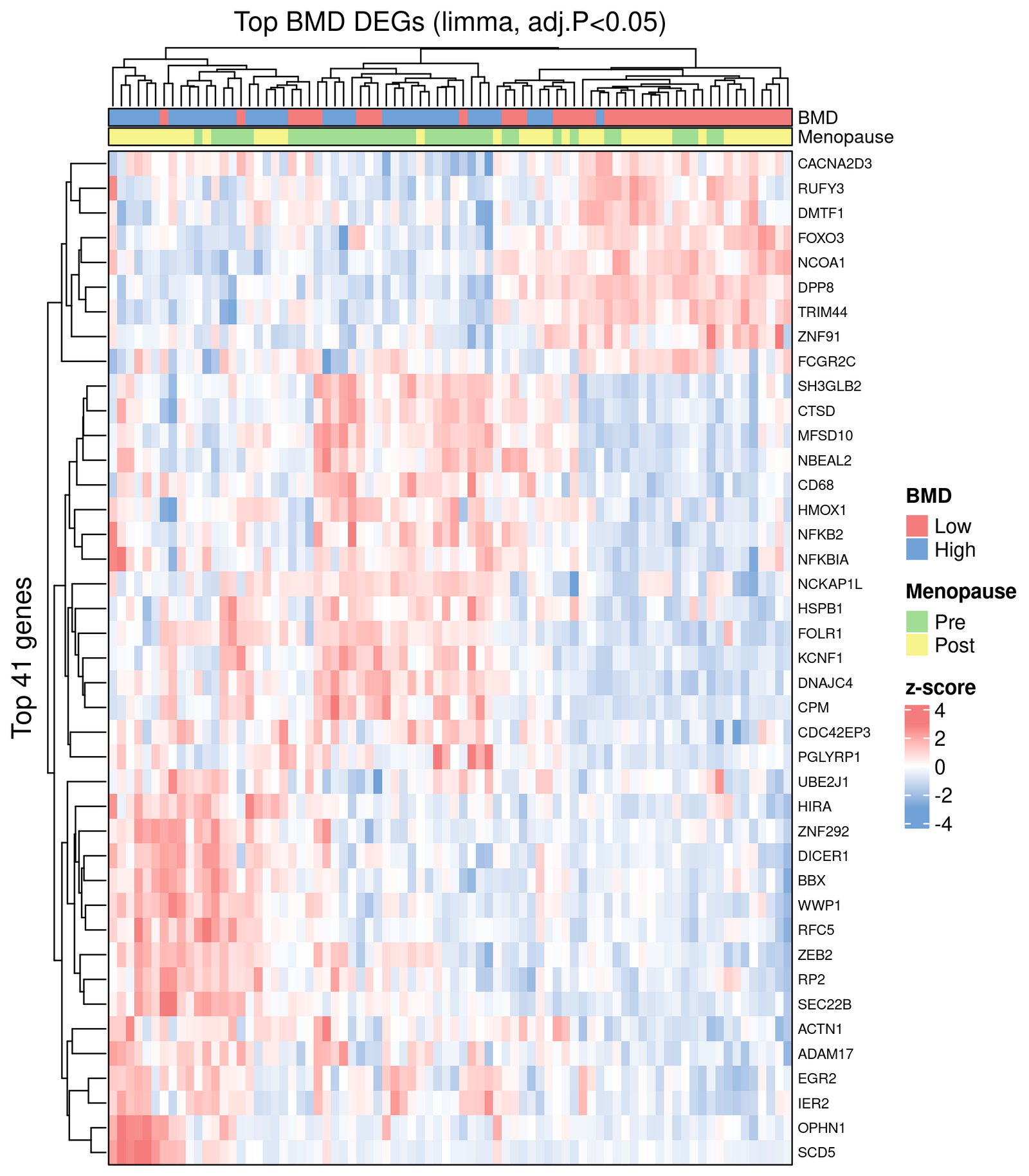 Top BMD DEGs (limma BMD_main, adj.P<0.05) shown as z-score with BMD and Menopause annotations.
