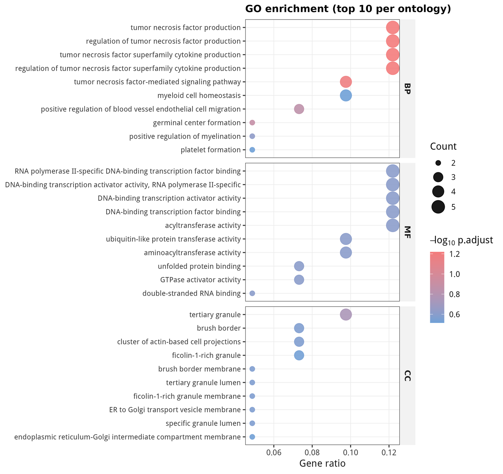 GO enrichment — top 10 terms per ontology. BP is dominated by TNF / cytokine production.