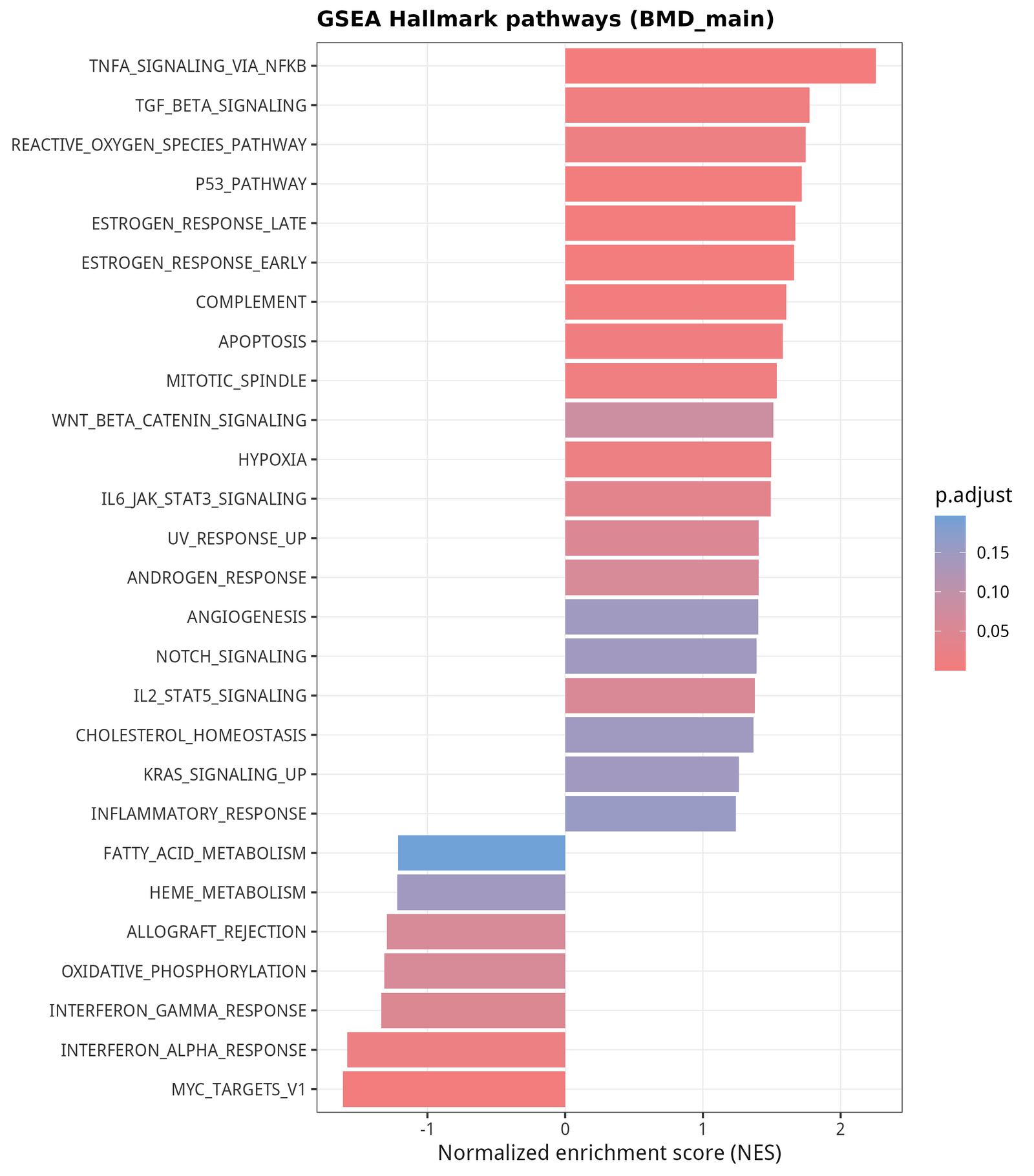 Hallmark GSEA bar plot. TNFα signaling via NF-κB shows the strongest positive NES.