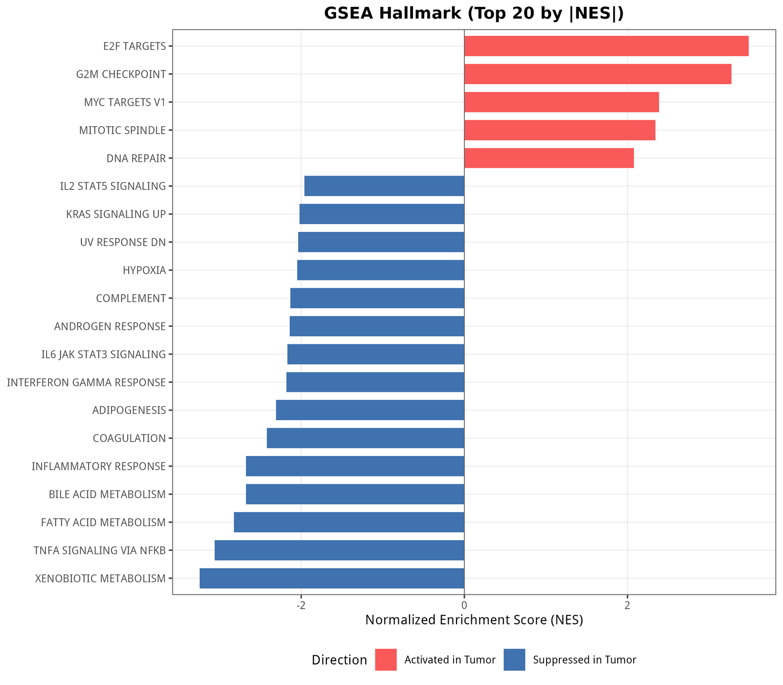 Hallmark GSEA 按 |NES| 排序的 top 20 通路。红色 = 在肿瘤中被激活、蓝色 = 在肿瘤中被抑制。E2F_TARGETS、G2M_CHECKPOINT、MYC_TARGETS、MITOTIC_SPINDLE 等增殖