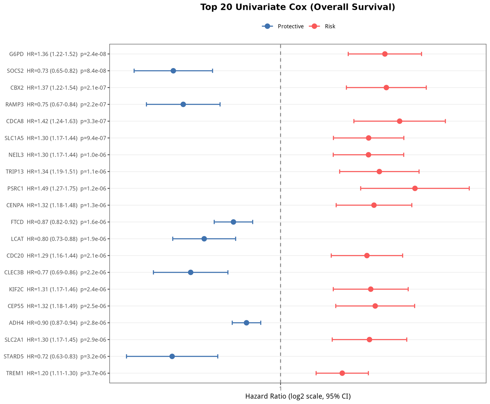 Univariate Cox top 20 基因森林图。红色 = 风险因子（HR>1），蓝色 = 保护因子（HR<1）。HR 用 log2 轴展示。