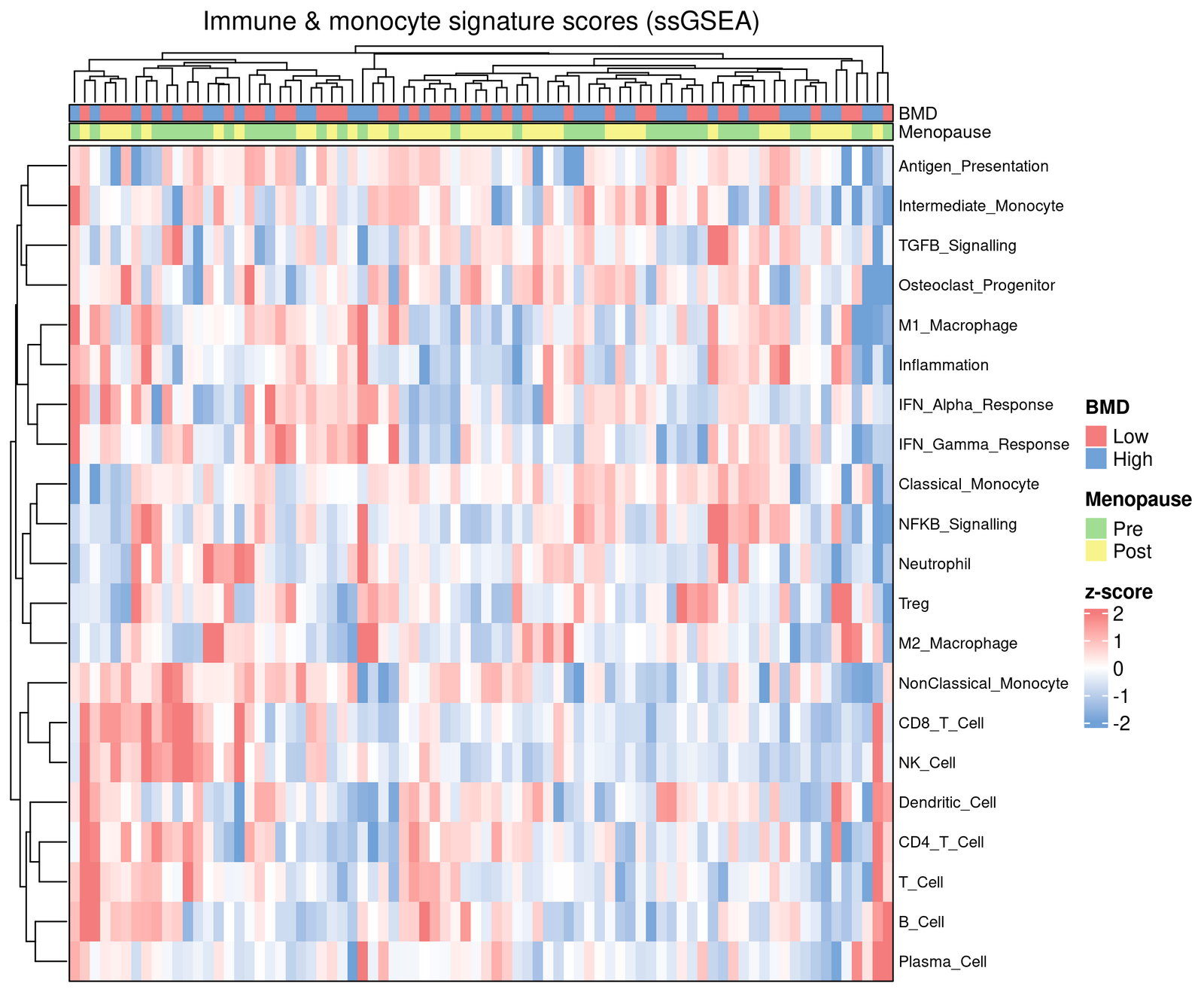 Sample-by-signature ssGSEA z-score heatmap with BMD / Menopause annotations.