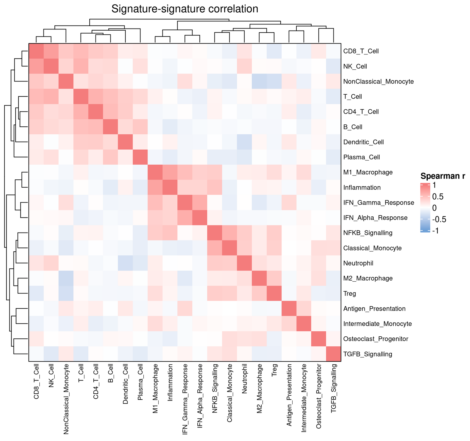 Spearman correlation between the 21 signatures. NF-κB / Inflammation / IFN-γ form a tight pro-inflammatory cluster.